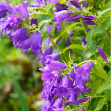 Image result for Campanula moesiaca