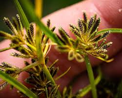 Attēlu rezultāti vaicājumam “Cyperus fuscus”