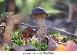 Attēlu rezultāti vaicājumam “Leccinum melaneum”