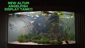 Attēlu rezultāti vaicājumam “Sphagnum riparium”