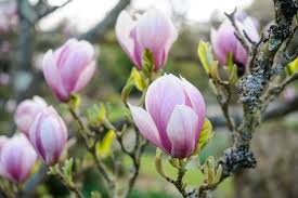 Attēlu rezultāti vaicājumam “Magnolia x soulangeana”