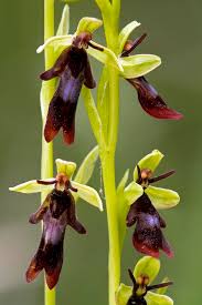 Attēlu rezultāti vaicājumam “Ophrys insectifera flower”