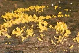Attēlu rezultāti vaicājumam “Calocera glossoides”