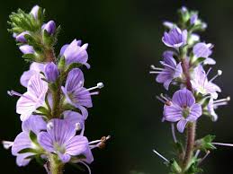 Image result for Veronica officinalis