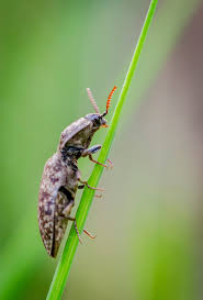 Attēlu rezultāti vaicājumam “Agrypnus murinus”