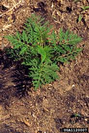 Attēlu rezultāti vaicājumam “Ambrosia artemisiifolia bud”