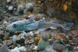 Image result for Arctogadus glacialis