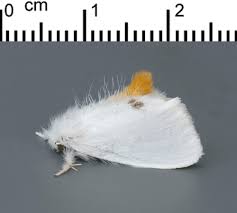 Attēlu rezultāti vaicājumam “Euproctis similis”