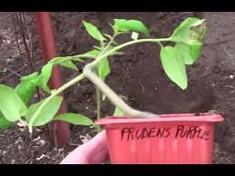 Afbeeldingsresultaat voor prudence purple tomato