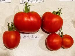 Afbeeldingsresultaat voor bloody butcher tomato