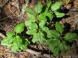 Attēlu rezultāti vaicājumam “Orthilia secunda leaf”
