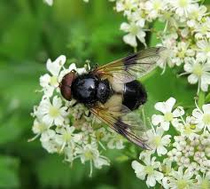 Attēlu rezultāti vaicājumam “Volucella pellucens”