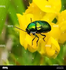 Attēlu rezultāti vaicājumam “Cryptocephalus aureolus, Cryptocephalus sericeus”
