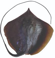 Image result for Hypanus say