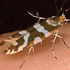 Attēlu rezultāti vaicājumam “Argyresthia goedartella”