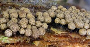 Attēlu rezultāti vaicājumam “Cribraria macrocarpa stalked”