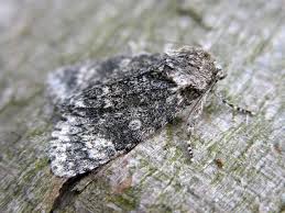 Attēlu rezultāti vaicājumam “Acronicta megacephala”