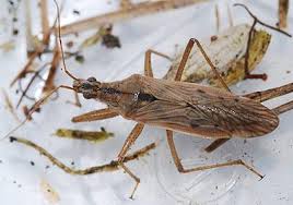 Attēlu rezultāti vaicājumam “Nabidae”