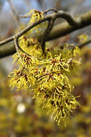 Attēlu rezultāti vaicājumam “Hamamelis virginiana flower”