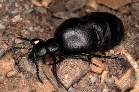 Attēlu rezultāti vaicājumam “Meloe sp. imago”