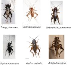 Attēlu rezultāti vaicājumam “Gryllus domesticus”
