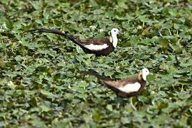 Image result for 붶