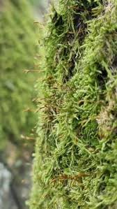 Attēlu rezultāti vaicājumam “Hypnum cupressiforme var. filiforme”