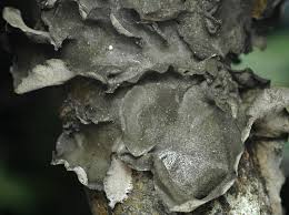 Attēlu rezultāti vaicājumam “Leptogium saturninum”