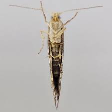 Attēlu rezultāti vaicājumam “Argyresthia spinosella”
