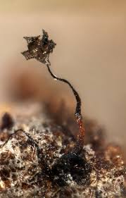 Attēlu rezultāti vaicājumam “Barbeyella minutissima”