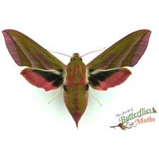 Attēlu rezultāti vaicājumam “Deilephila elpenor”