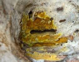 Attēlu rezultāti vaicājumam “Crustoderma dryinum”