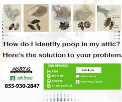 Image result for insect poop
