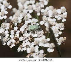 Attēlu rezultāti vaicājumam “Hoplia parvula”