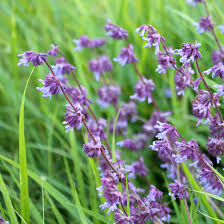 Attēlu rezultāti vaicājumam “Salvia verticillata flower”
