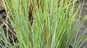 Attēlu rezultāti vaicājumam “Carex dioica fruit”