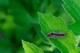 Attēlu rezultāti vaicājumam “Euproctis similis”