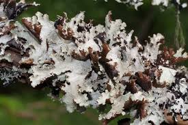 Attēlu rezultāti vaicājumam “Platismatia glauca”