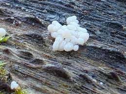 Attēlu rezultāti vaicājumam “Trichia varia young”