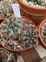 Image result for Gymnocalycium