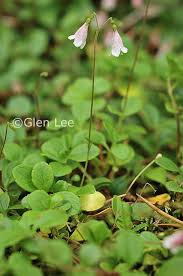 Attēlu rezultāti vaicājumam “Linnaea borealis leaf”