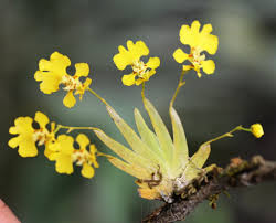 Attēlu rezultāti vaicājumam “Heyderia pusilla”