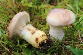 Attēlu rezultāti vaicājumam “Gomphidius glutinosus”