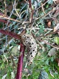 Attēlu rezultāti vaicājumam “Diastrophus rubi”