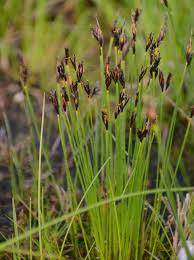 Attēlu rezultāti vaicājumam “Schoenus ferrugineus flower”