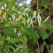 Attēlu rezultāti vaicājumam “Lonicera caerulea var. pallasii flower”