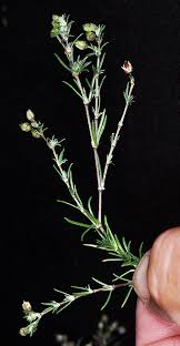 Attēlu rezultāti vaicājumam “Spergularia rubra leaf”