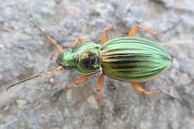 Attēlu rezultāti vaicājumam “Carabus arcensis”