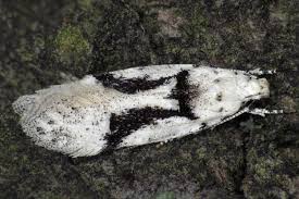 Attēlu rezultāti vaicājumam “Carpatolechia alburnella”