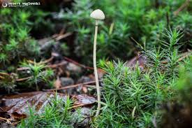 Attēlu rezultāti vaicājumam “Protostropharia alcis”